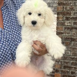 Green boy - White male Bichon Frise puppy in Wilmington, North Carolina from Cape Fear Bichons