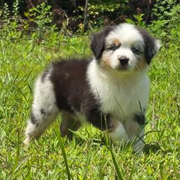 PB.BMM - Blue merle male Miniature Australian Shepherd puppy in Deer Lodge, Tennessee from KSH Aussie Haven