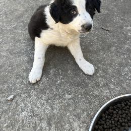 Border Collie Puppies from Roaring River Border Collies