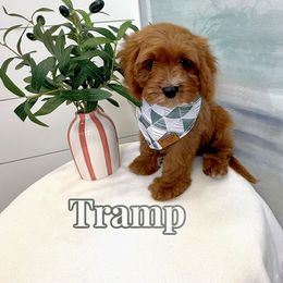 Tramp - Red male Cavapoo puppy in Buford, Georgia from Petite Posh Puppies