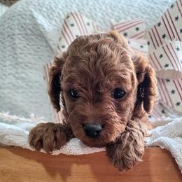 Mercedes - Red female Cavapoo puppy in Gunnison, Utah from Curls and Camo Pups