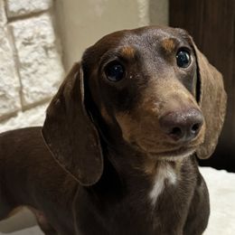 Dachshunds from 5T dachshunds