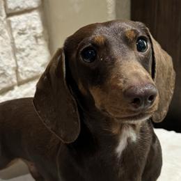 Dachshunds from 5T dachshunds