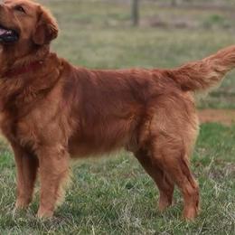 Tatum - Golden Retriever