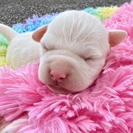 Igloo - White male American Staffordshire Terrier puppy in Marietta, Georgia from Ambition Amstaffs