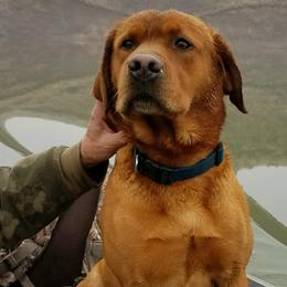 Rick - Labrador Retriever