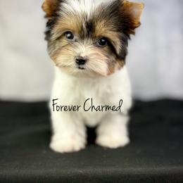 Dotti - Black tan and white female Biewer Terrier puppy in Lathrop, California from Forever Charmed