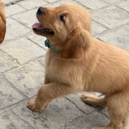 Summer - Golden female Golden Retriever puppy in Wind Gap, Pennsylvania from Supreme Goldens