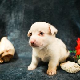 Confetti - Blue merle and white male American Corgi puppy in Los Angeles, California from Cal Beach Corgis