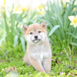 Fae -FULL AKC REGISTRATION- - Red female Shiba Inu puppy in Neosho, Missouri from Kenny Cave K9s