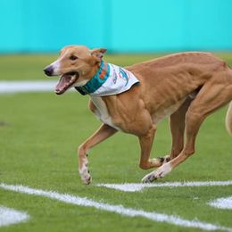 Lurchers from MC Lurchers