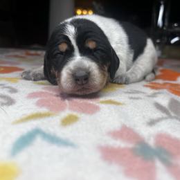 Meadow - Blue ticked and tan female Bluetick Coonhound puppy in Wolf Creek, Oregon from Dejah Bleu Kennels