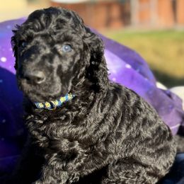 Dark blue collar - Black male Poodle puppy in Hesperia, California from Whitesock Standard Poodles