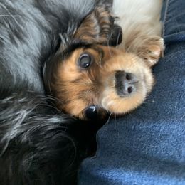 Dachshund Puppies from Sugar Creek Mini Doxies