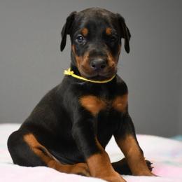 Vendetta - Black and rust female Doberman Pinscher puppy in Overton, Texas from Obsidian Kennel