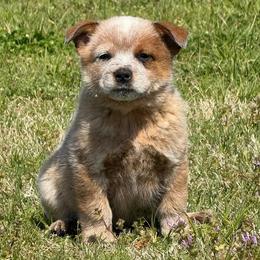 Salsa - Red speckled female Australian Cattle Dog puppy in Pryor, Oklahoma from Branded Outlaw Cattle Dogs