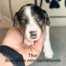 Boy 1 - Black and tan male Dachshund puppy in Lexington, Oklahoma from Terry's Dachshunds (BooneDox Mini Dachshunds)
