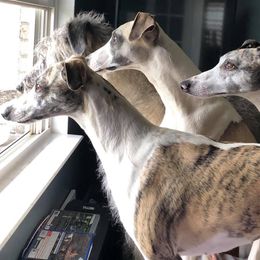 Whippets from Rose Acre Whippets