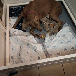 Girl 1 - Silver gray Weimaraner puppy in Ontario, California from Cynthia Richardson's Weimaraners