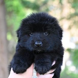 Earl - Black German Shepherd puppy in Nacogdoches, Texas from Vom Hausgladfel