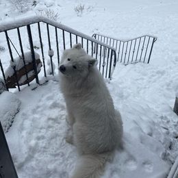 Samoyed All Grown Up from Stirling Silver Samoyeds