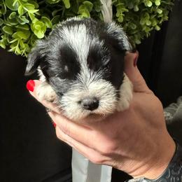 Yellow Girl - Parti female Miniature Schnauzer puppy in Oneonta, Alabama from Murphree Valley Kennels