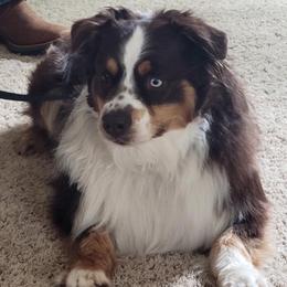Gus - Miniature Australian Shepherd