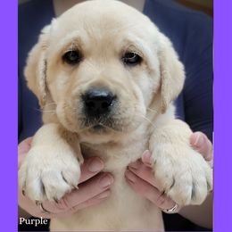 Purple collar girl - Yellow female Labrador Retriever puppy in Nacogdoches, Texas from Westlane Dogs