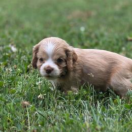Fitz - Buff male Cocker Spaniel puppy in Winston Salem, North Carolina from The Hearthstead