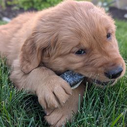 Berry (Yellow Collar) - Dark golden Golden Retriever puppy in Buckley, Washington from Chrysus Spirit Goldens