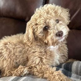 Labradoodles from Zehr’s Labradoodles