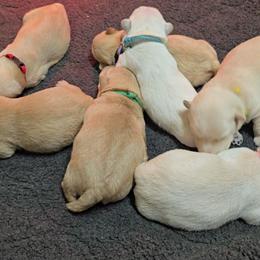Girl Pick 2 - Wheaten female Scottish Terrier puppy in Milo, Iowa from Scotties By Stout