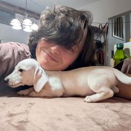 Jet puff - Cream male Dachshund puppy in Central Point, Oregon from MRS Long Dog Ranch