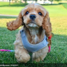 Cocker Spaniel Puppies from Chloe's Cocker Spaniels