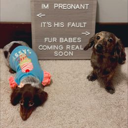 Dachshunds from Libby’s Doxies