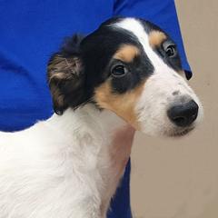 Borzoi Puppies from Symar Borzoi