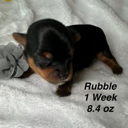Rubble - Black and tan male Yorkshire Terrier puppy in Ashland, Kentucky from Yorkie Paw