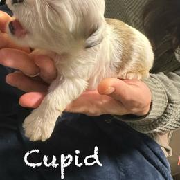 Boy 4 - Parti male Lhasa Apso puppy in Waterford, Connecticut from Floofie Butts