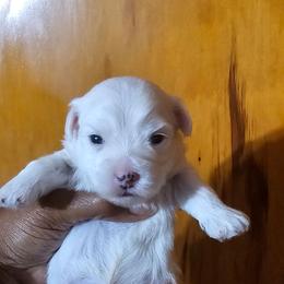 Astro - Parti male Yorkshire Terrier puppy in Atlanta, Georgia from Royal Beauties Yorkies of Atlanta