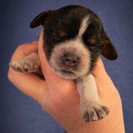 Royce - Black white and tan male English Springer Spaniel puppy in Florida from Thunderbird Springers