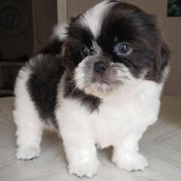 Ollie - Blue and white male Shih Tzu puppy in Brodnax, Virginia from K.B's