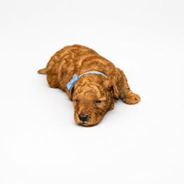 Scout - Red  male Goldendoodle puppy in Sylacauga, Alabama from Lorel Bryant