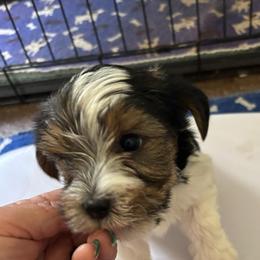 Red girl - Parti female Yorkshire Terrier puppy in Cocoa, Florida from SummerTime AKC Yorkies