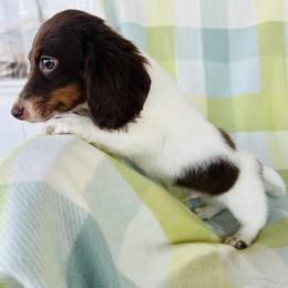 Boy 3 - Piebald male Dachshund puppy in Oklahoma from DRB Dachshunds
