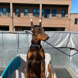 Doberman Pinscher All Grown Up from Kiziah Dobermans