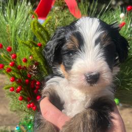 Comet - Tri-color male Bernedoodle puppy in Temecula, California from Country Hills Doodles