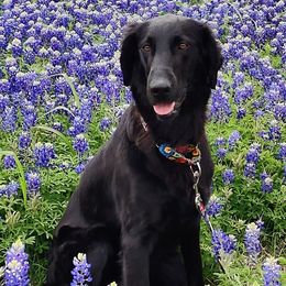 Flat-Coated Retrievers from PrairieFlats