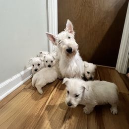 Sugar bear - Scottish Terrier