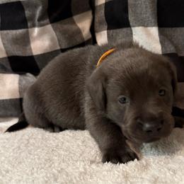 Orange- Charcoal - Charcoal male Dilute Retriever puppy in Marion, Illinois from Summer Lovin’ Labradors of Southern Illinois