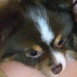 Pomeranians from BEL-FRE POMERANIANS